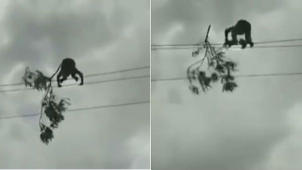 EB employee who removed the tree in wire - praised the Puduchery Chief Minister EB employee who removed the tree in wire - praised the Puduchery Chief Minister