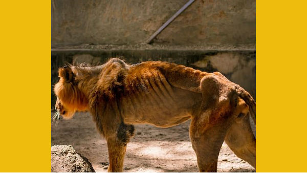 Lions are reduced to skin and bone in horror zoo, shocking photos Lions are reduced to skin and bone in horror zoo, shocking photos