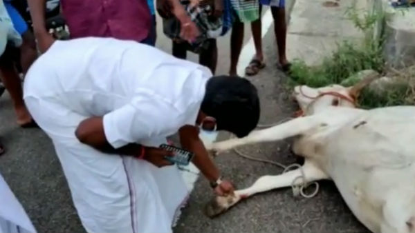 கர்ப்பிணி பசுமாடு