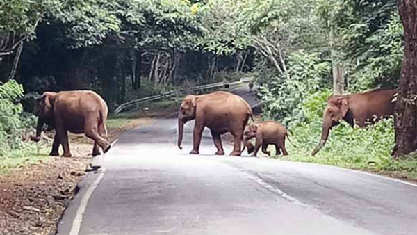 வன காவலர் கொலை