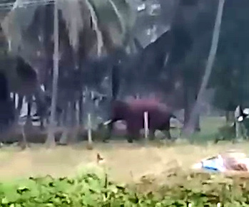 Elderly man died after being attacked by a wild elephant near Coimbatore Elderly man died after being attacked by a wild elephant near Coimbatore