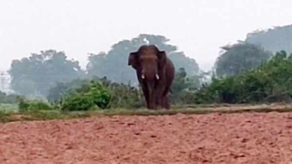 Elderly man died after being attacked by a wild elephant near Coimbatore Elderly man died after being attacked by a wild elephant near Coimbatore