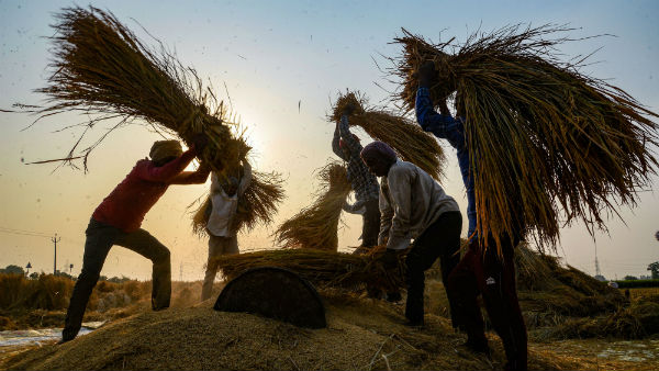 All Devata Homa with powerful samiths on National Farmers Day All Devata Homa with powerful samiths on National Farmers Day