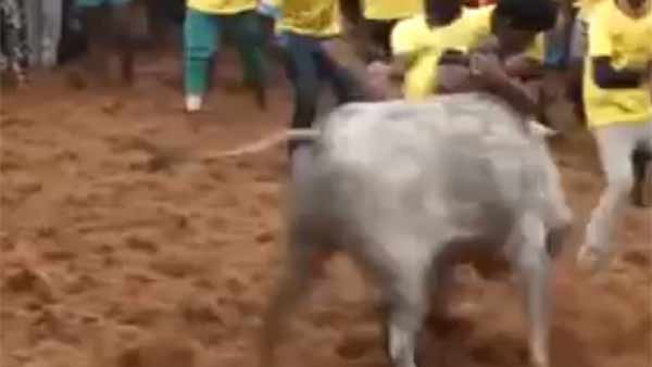 மணப்பாறை ஜல்லிக்கட்டு
