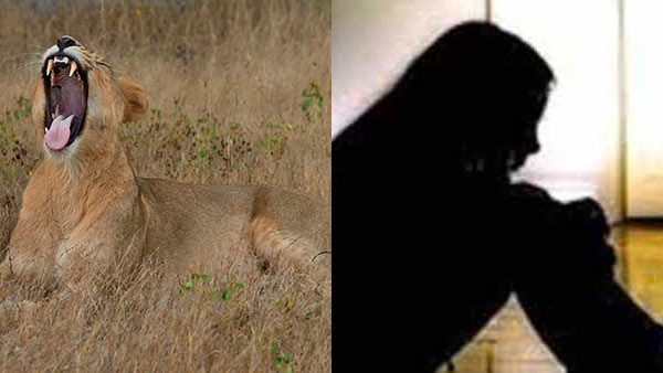 gujarat lion killed girl in forest, on girl escaped gujarat lion killed girl in forest, on girl escaped