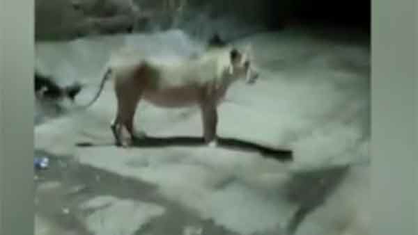 நாய்