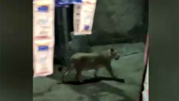 கடைக்கார பெண்