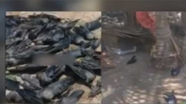 பூம்புகாரில் பலி