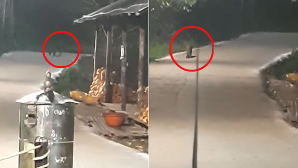 A tiger found near Sabarimala Temple A tiger found near Sabarimala Temple