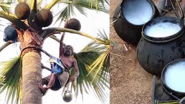 செயற்கை நிறமூட்டி இல்லை