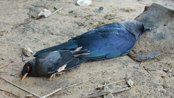 Bird flu panic near Mettur in Salem district Bird flu panic near Mettur in Salem district