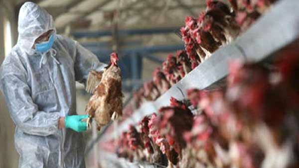 Kerala government has declared bird flu as a state disaster Kerala government has declared bird flu as a state disaster