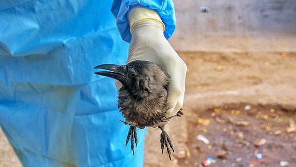 Bird flu: Virologists going to Haryana and Kerala to help state governments Bird flu: Virologists going to Haryana and Kerala to help state governments