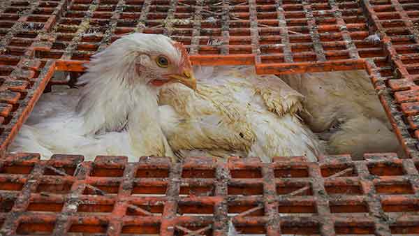 Bird flu In Poultry Birds Confirmed Across Six States So Far Bird flu In Poultry Birds Confirmed Across Six States So Far