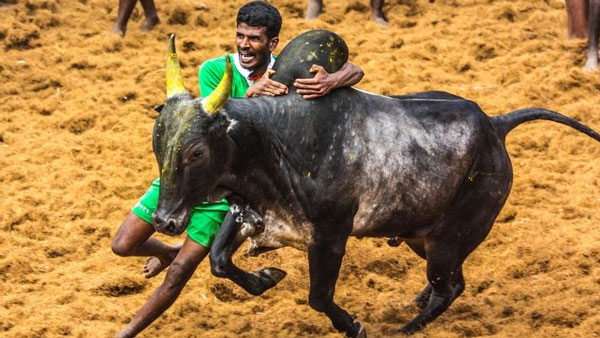 Madurai Palamedu gears up for today Jallikattu Madurai Palamedu gears up for today Jallikattu