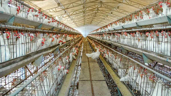 ஒரே நாளில் ரூ.14 சரிவு