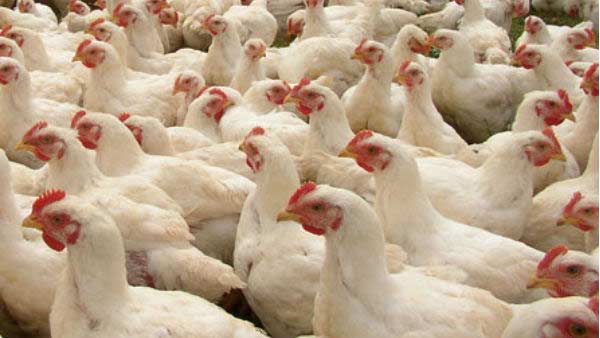 Tamilnadu Government bans transporting of Chicks and ducks from Kerala Tamilnadu Government bans transporting of Chicks and ducks from Kerala