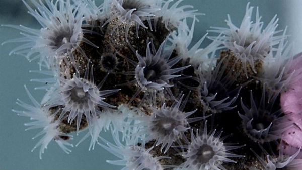 12 new species have been discovered in the deep-sea Atlantic Ocean 12 new species have been discovered in the deep-sea Atlantic Ocean