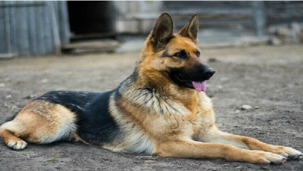 Retired cops run over car on dog in bengaluru Retired cops run over car on dog in bengaluru