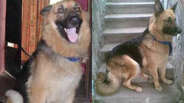 Improper treatment : Woman approches HC for getting justice for her pet dogs death Improper treatment : Woman approches HC for getting justice for her pet dogs death
