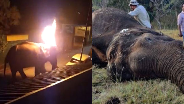 Nilgiri Elephant died and two arrested Nilgiri Elephant died and two arrested