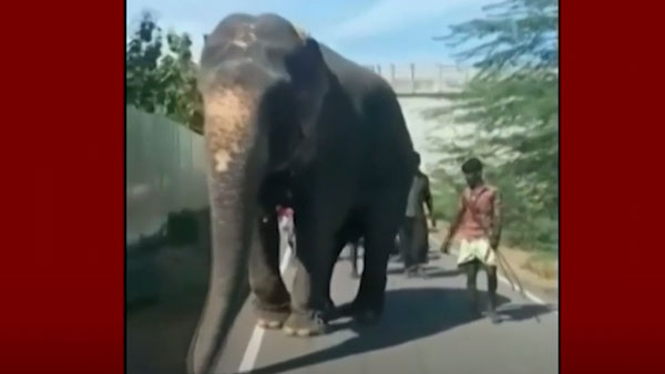 கால்கள் சங்கிலியால் கட்டப்பட்டுள்ளன