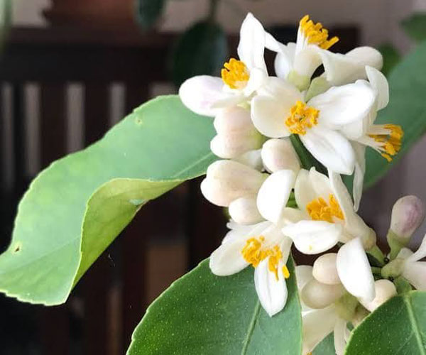 Sillunnu Oru Anubavam Lemon tree written by Vijaya Giftson Sillunnu Oru Anubavam Lemon tree written by Vijaya Giftson