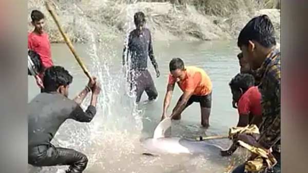 gangetic dolphin beaten to death in up, 3 arrested gangetic dolphin beaten to death in up, 3 arrested
