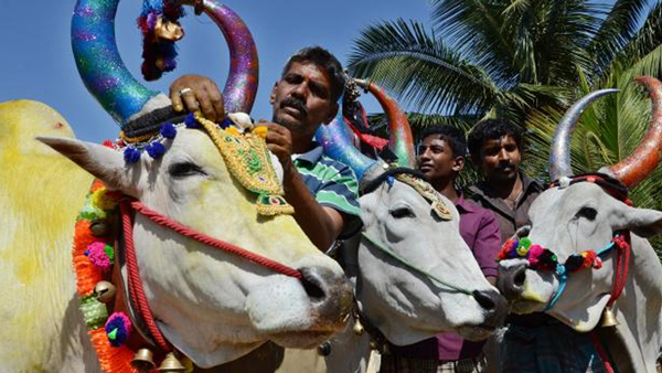 Mattu Pongal 2021: Gomatha Poojai for Mattu Pongal day important benefits Mattu Pongal 2021: Gomatha Poojai for Mattu Pongal day important benefits