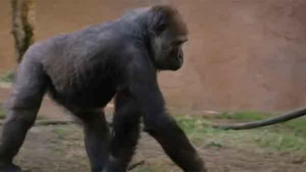 2 gorillas at US Zoo tested positive for Covid-19, in the first known cases among great apes 2 gorillas at US Zoo tested positive for Covid-19, in the first known cases among great apes