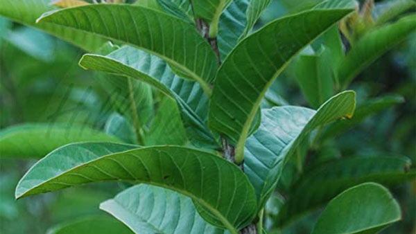 நோய் தொற்று