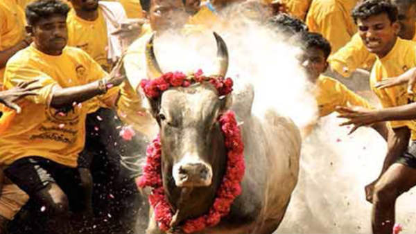 Madurai Jallikattu in Madurai OPS and EPS to launch on Alanganallur Madurai Jallikattu in Madurai OPS and EPS to launch on Alanganallur