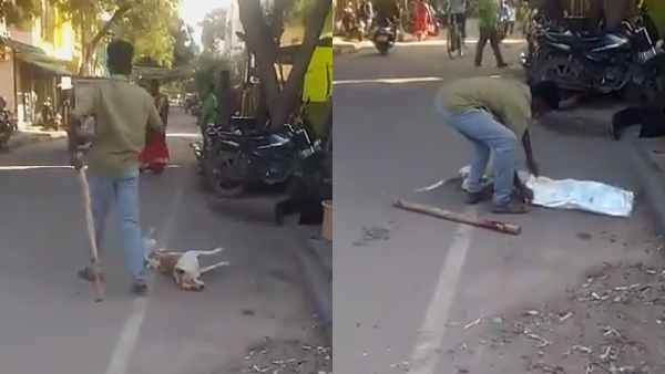street dog killed by an auto driver madurai viral video street dog killed by an auto driver madurai viral video