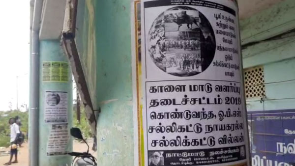 நாட்டு மாடுகள்