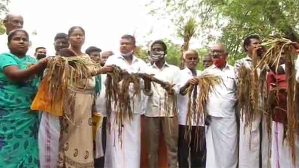 மழைக்கு பலி