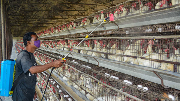 avian influenza in poultry bird confirmed 9 states reports avian influenza in poultry bird confirmed 9 states reports