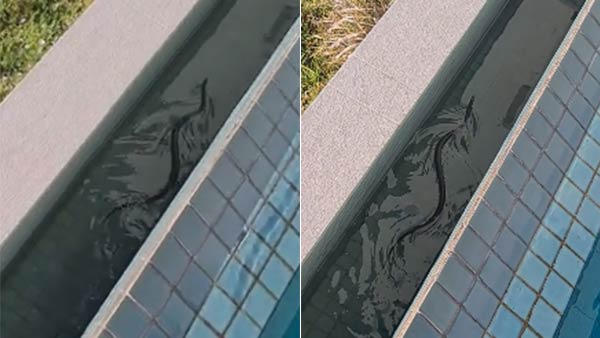 One of Worlds Most Venomous Snakes found in a family swimming Pool in Autralia One of Worlds Most Venomous Snakes found in a family swimming Pool in Autralia
