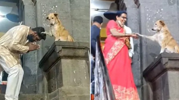 கைக்குலுக்கும் நாய்