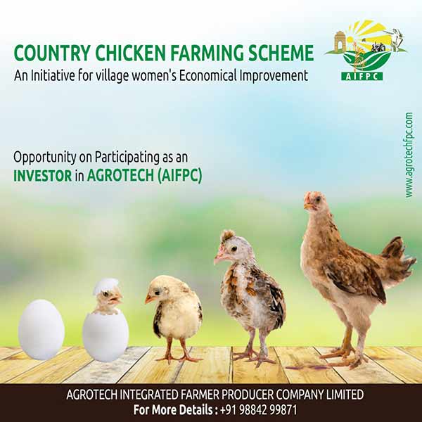 Agrotech invites investors to participate in Country chicken farming scheme Agrotech invites investors to participate in Country chicken farming scheme