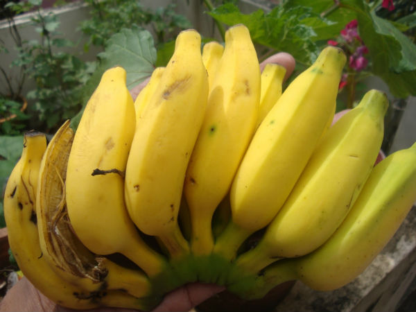 வாழைப்பழம்