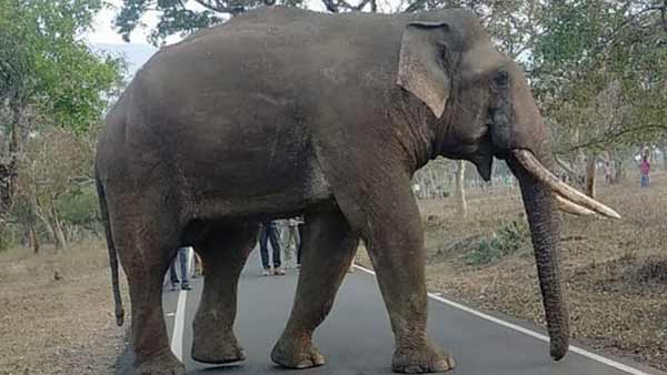 யானை
