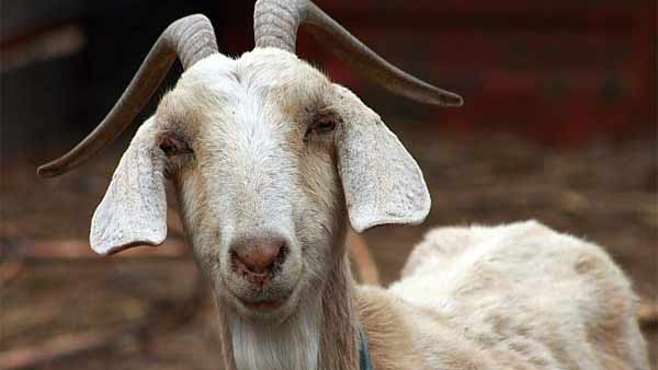 police Sub-inspector suspended for sacrificing goat at family function police Sub-inspector suspended for sacrificing goat at family function