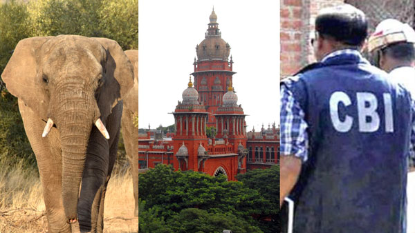 The Madurai high court has ordered the CBI to investigate all cases related to elephant deaths in TN The Madurai high court has ordered the CBI to investigate all cases related to elephant deaths in TN
