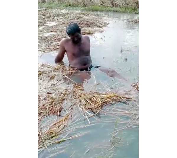 நெற் பயிர்கள் மூழ்கின