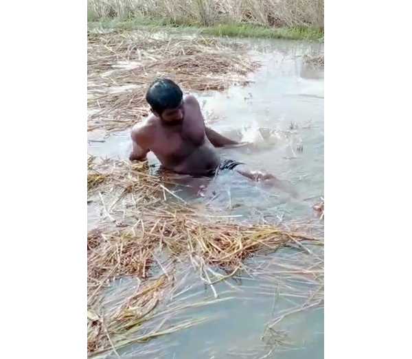 அறுவடைக்குத் தயாரான நெற்பயிர்கள்