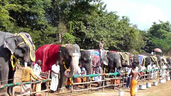 48 யானைகள் பங்கேற்பு