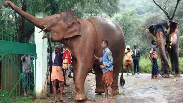 நடைபயிற்சி, சிறப்பு உணவு