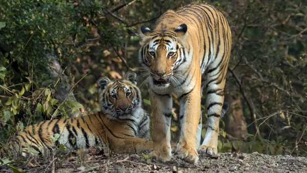 Srivilliputhur Meghamalai has been declared a tiger sanctuary by the TN Government Srivilliputhur Meghamalai has been declared a tiger sanctuary by the TN Government