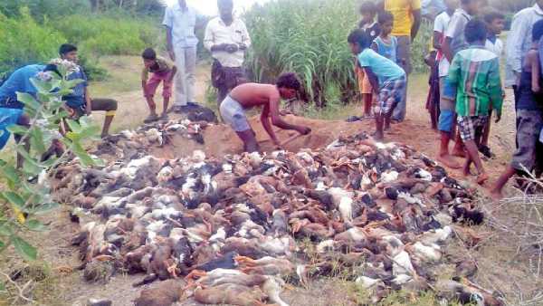 7,000 ducks died in a row in Vellore 7,000 ducks died in a row in Vellore