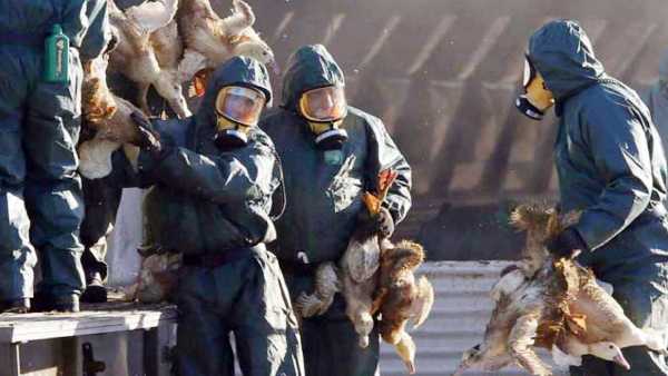 H5N8 பறவை காய்ச்சல்